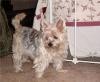 adorable yorkie puppy for adoption