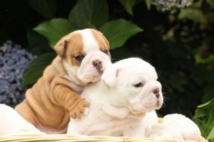 WHITE AND BROWN ENGLISH BULLDOG PUPPIES FOR HOME ADOPTION