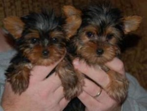 X-MAS- GIFT:  SMART &amp; BRILLIANT PARTY TEACUP YORKIE PUPPIES AVAILABLE TO PET LOVING HOMES!!!!
