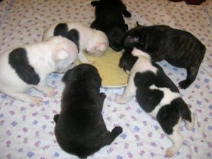 Amazing French Bulldog puppies available for good homes