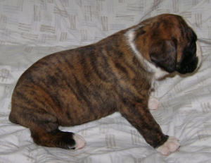 Outstanding Litter Of Beautiful AKC Fawn, Brindle and White Boxer Puppies