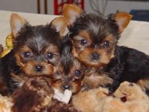 MALE AND FEMALE YORKIE PUPPIES FOR ADOPTION