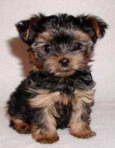 Charming And Amazing X-Mass Male And Female Tea Cup Yorkie Puppies For Sale Now Ready To Go Home.