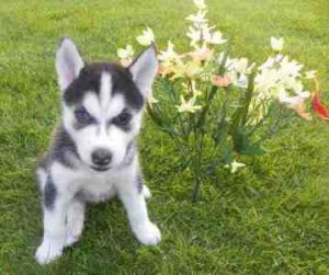 registered Siberian husky puppies for Free