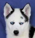 Cute and lovely Siberian husky puppies out seeking for a new home.