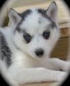 AKC Certified Siberian Husky Puppies for sal