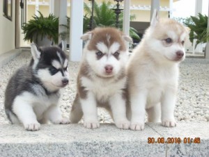 Healthy siberian husky Puppies Available For Adoption