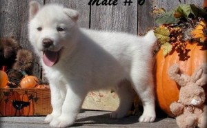 Good looking and adorable siberian husky puppies for re-homing