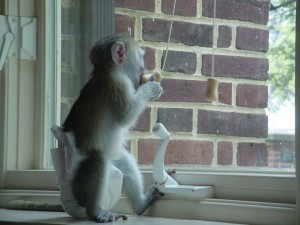 Charming Baby Capuchin Monkey For Adoption