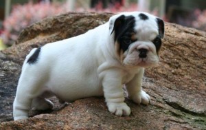 Top Home Trained English Bulldog puppies