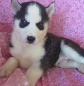 AFFECTIONATE SIBERIAN HUSKY PUPPIES LOOKING FOR A NEW CARING HOME