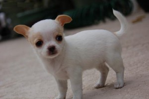 xmass chihuahua puppies for adoption