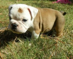home trained english bulldog puppies for adoption