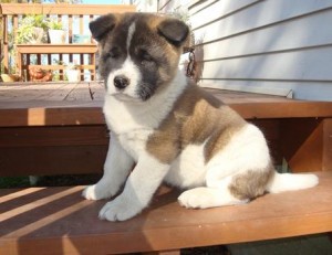 Male and female Akita puppies for sale
