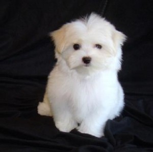 Perfect Maltese puppy for free adoption