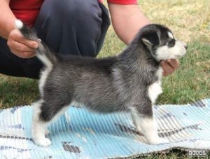 Sweet Siberian Husky Puppies for Adoption -