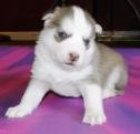 wonderfull siberian husky looking for a new home