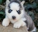 Blue eyes siberian husky puppies ready for new home