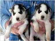 Nice and cute Siberian husky puppies available for good home