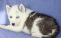 these husky puppies with blue captivating eyes are pure breeds for Free