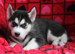 grey and white siberian husky pups for Free