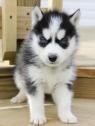 blue eyes akc reg. Siberian huskies pups ready now!!