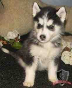 Akc princess Siberian Husky Puppy this year