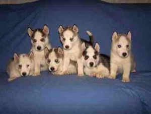 Beautiful Siberian Husky Puppies Willing to go for Free