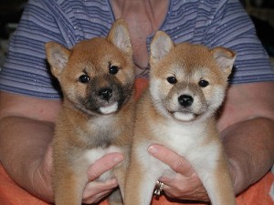 Cute Shiba Inu puppies for adoption