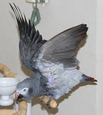 CHECKED TALKING CONGO AFRICAN GREY PARROTS