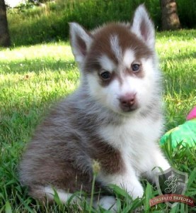 Akc princess Siberian Husky Puppy this year