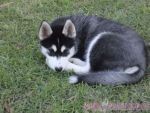 Health Guarantee Siberian Husky Puppies For Sale for Free
