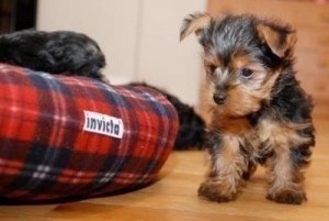 We have Two Home trained X-mass T-cup yorkie puppies  for adoption