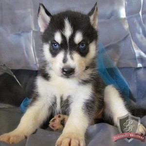 cuite and lovelling Siberian Husky for Free