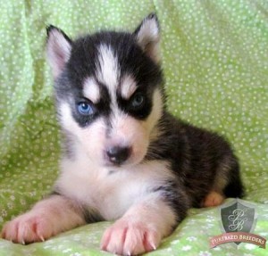 Black &amp; White Blue Eyed Siberian Husky Puppies for Free