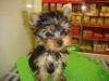 2 cut yorkie puppy available for free adoption