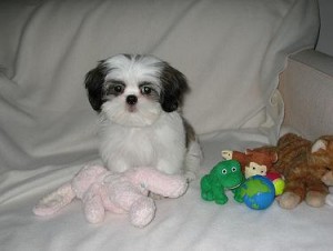 MOST WELCOMING SHIH TZU PUPPIES FOR ADOPTION