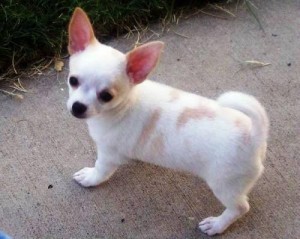 ckc-chihuahua-puppies-for-sale-in-louisiana