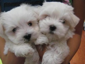 beautiful T-cup Maltese Puppies for adoption