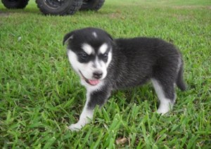 Extra Charming Alaskan Malamute Puppies Available For New Looking Home