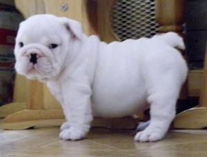 Xmas Male And Female E nglish Bulldog Puppies For Your Home.