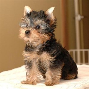 Top Quality Teacup Yorkie puppies Available?