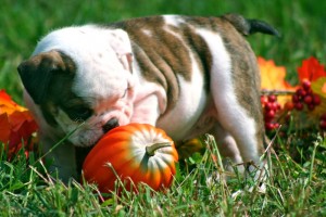 High Quality Male and Female English Bulldog puppies