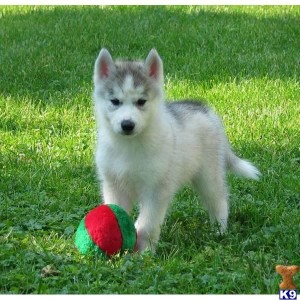 Siberian Husky Puppies - Male &amp; Female Blue Eyes available