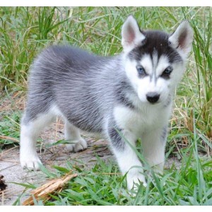 AKC Blue Eyes Siberian Husky Puppies,