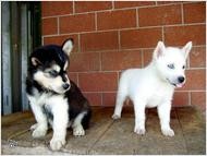 AKC Blue Eyes Siberian Husky Puppies,