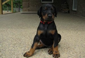 Excellent Male And Female Doberman Pinscher  Puppies Ready For Sale