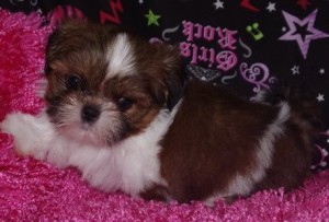Manly shih tzu puppies for X-MASS