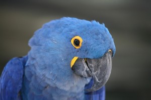 pair of hyacinth macaw birds for adoption....