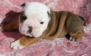 Nice an cute male and female bull puppies